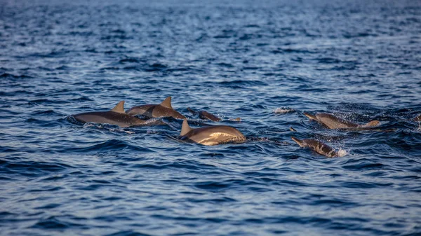 Su surfac üzerinde seyahat dönücü yunus sürüsü