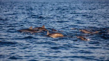 Su surfac üzerinde seyahat dönücü yunus sürüsü