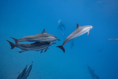 Mavi deniz suyu arka plan sualtı birçok vahşi yunuslar