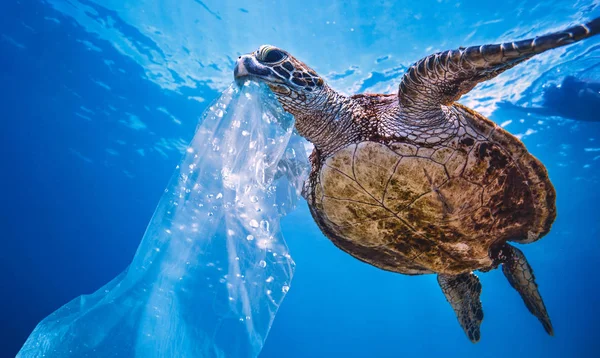 Пластикові Морській Воді Черепаха Їсть Сумку Думаючи Медуза Забруднення Навколишнього — стокове фото