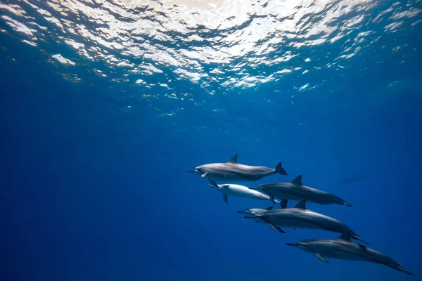 Wild Dolphins Underwater Deep Blue Water Background Copyspace — Stock Photo, Image