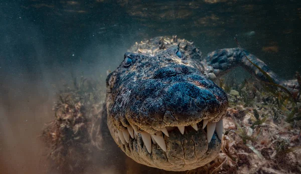 American Saltwater Alligator Crocodile Water Very Close Underwater Shot — Stock Photo, Image