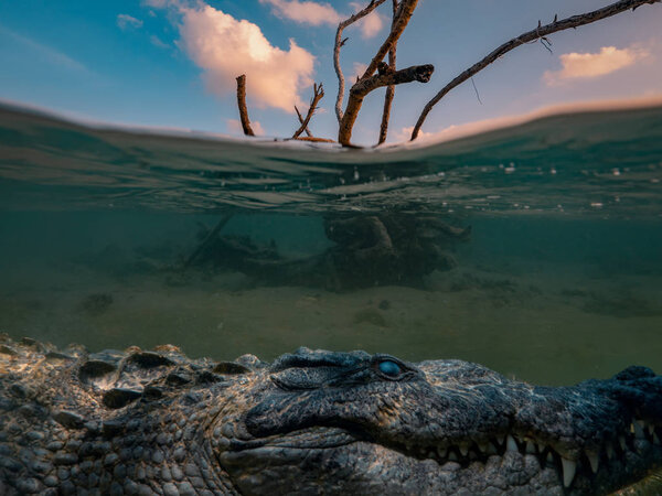 Alligator Saltwater crocodile hiding under water line, dry tree in sea water with sunset clouds on background, underwater sho