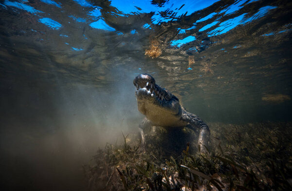 Wild Saltwater alligator crocodile closeup underwater shot in sea water