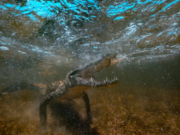 Jacaré Selvagem Subaquático Crocodilo Água Salgada Mandíbulas Abertas Pronto Para — Fotografia de Stock