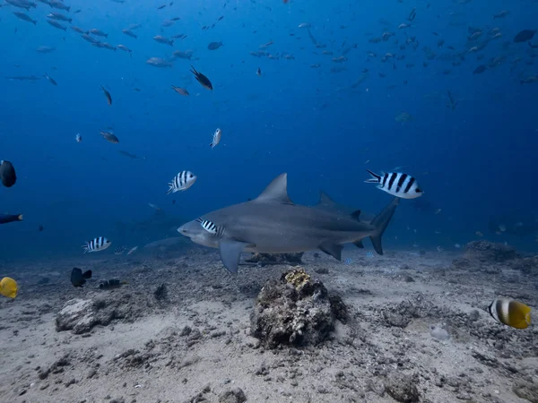 Grote Haaien Jagen Deep Ocean — Stockfoto
