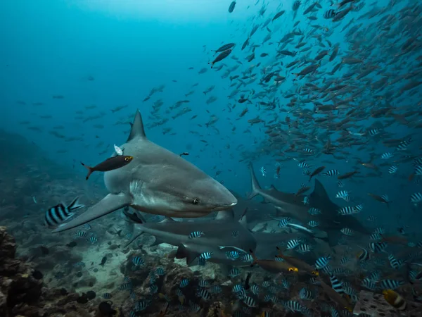 Πολλοί Μεγάλοι Καρχαρίες Υποβρύχιοι Στο Γαλάζιο Του Ωκεανού — Φωτογραφία Αρχείου