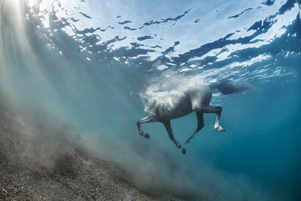 White Grey Horse Swimming Underwater View — 스톡 사진