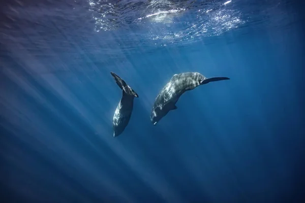 Wale Blauen Ozeanwasser — Stockfoto