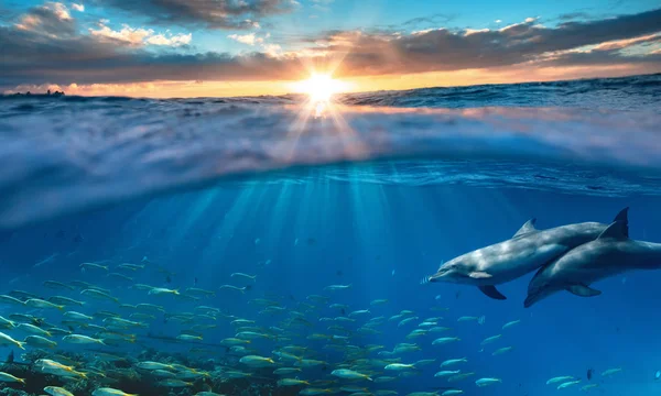 青い水の中でイルカを旅行する美しい熱帯海の水中背景 — ストック写真