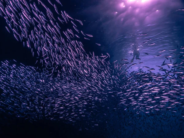 Shoal małych małe ryby w podwodnej jaskini przed promieniami świetlnymi f — Zdjęcie stockowe