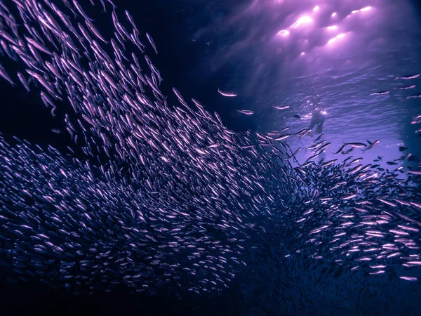 Shoal de pequenos peixes minúsculos em caverna subaquática contra raios de luz f — Fotografia de Stock