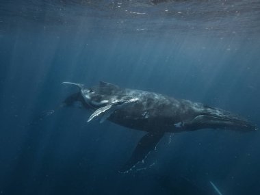 Humpback balinalar sualtı, anne ve buzağı, Megaptera novaeangliae, okyanus suda Baleen balina