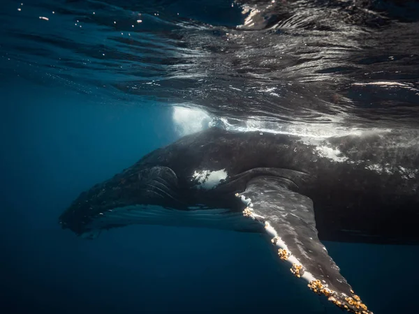 Big Beautiful Whale Underwater Sea Water — Stock Photo, Image