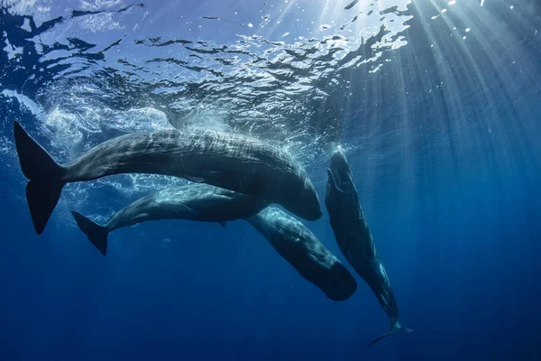 Uma Vagem Baleias Oceano Azul Profundo Tiro Subaquático Das Baleias — Fotografia de Stock