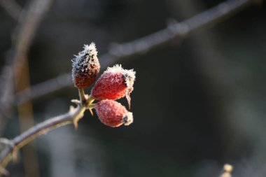 Buz kaplı gül kalçalar. 