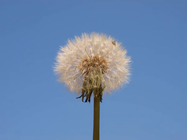 Dandelion Seed Head Isolated White Background — Stock Photo, Image