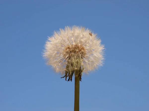 Tête Graine Pissenlit Isolée Sur Fond Blanc — Photo