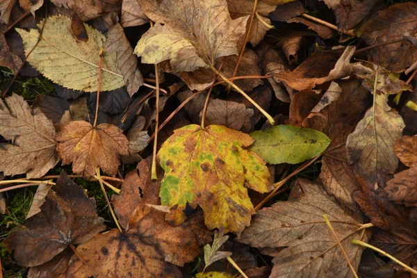 Hojas Otoño Suelo — Foto de Stock