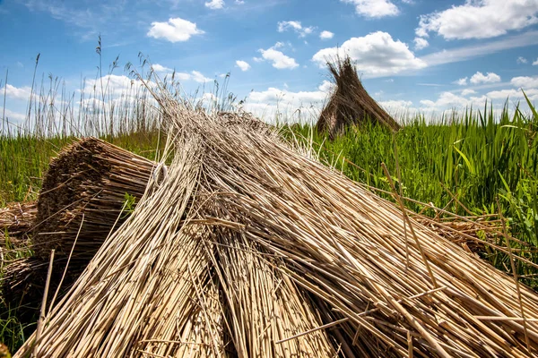 Reed Drying Roofing Lake Pyramid Reed Stacks Fields Marshlands Holland — Stock Photo, Image