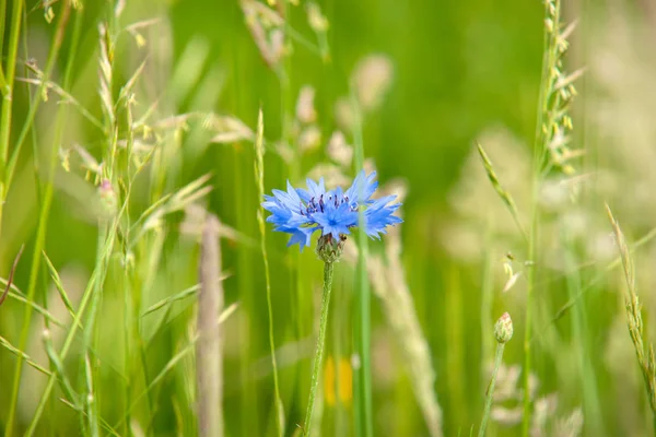 Jeden Samotny Kwitnienia Dziki Kwiat Wysokiej Trawie Zielonej Kontrastowe Kolory — Zdjęcie stockowe