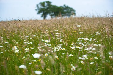 Otlar, yabani çiçek ve doğal bitki örtüsü ile bir doğal mera manzarası. Ufuk büyük yeşil yapraklı ağaçlarda eğimli bir ufuk üzerinde. Eski bir kumul Hollanda'da eski İç Denizi kıyısında