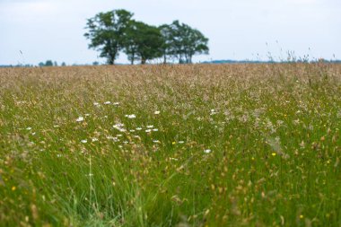 Otlar, yabani çiçek ve doğal bitki örtüsü ile bir doğal mera manzarası. Ufuk büyük yeşil yapraklı ağaçlarda eğimli bir ufuk üzerinde. Eski bir kumul Hollanda'da eski İç Denizi kıyısında
