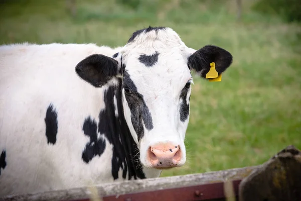 Cabeça Vaca Astuta Close Com Etiquetas Identificação Amarelas Nas Orelhas — Fotografia de Stock