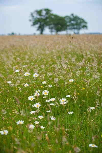 Otlar, yabani çiçek ve doğal bitki örtüsü ile bir doğal mera manzarası. Ufuk büyük yeşil yapraklı ağaçlarda eğimli bir ufuk üzerinde. Eski bir kumul Hollanda'da eski İç Denizi kıyısında