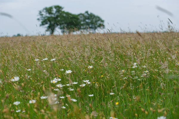 Otlar, yabani çiçek ve doğal bitki örtüsü ile bir doğal mera manzarası. Ufuk büyük yeşil yapraklı ağaçlarda eğimli bir ufuk üzerinde. Eski bir kumul Hollanda'da eski İç Denizi kıyısında