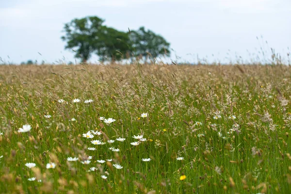 Otlar, yabani çiçek ve doğal bitki örtüsü ile bir doğal mera manzarası. Ufuk büyük yeşil yapraklı ağaçlarda eğimli bir ufuk üzerinde. Eski bir kumul Hollanda'da eski İç Denizi kıyısında