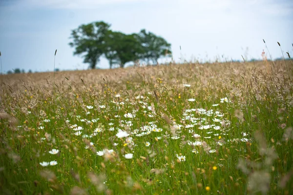Otlar, yabani çiçek ve doğal bitki örtüsü ile bir doğal mera manzarası. Ufuk büyük yeşil yapraklı ağaçlarda eğimli bir ufuk üzerinde. Eski bir kumul Hollanda'da eski İç Denizi kıyısında