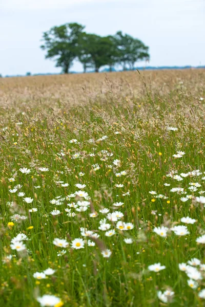 Otlar, yabani çiçek ve doğal bitki örtüsü ile bir doğal mera manzarası. Ufuk büyük yeşil yapraklı ağaçlarda eğimli bir ufuk üzerinde. Eski bir kumul Hollanda'da eski İç Denizi kıyısında