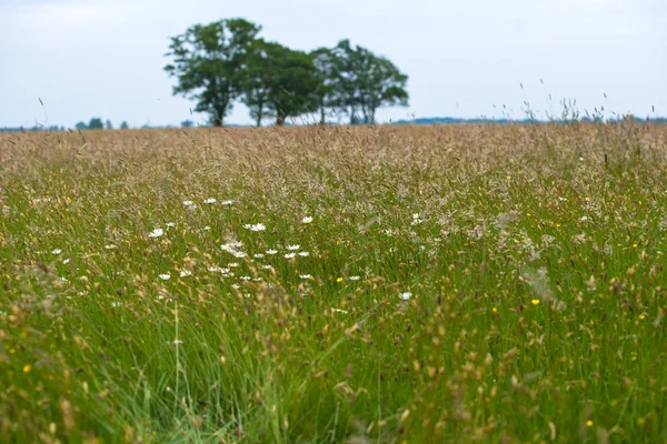 Otlar, yabani çiçek ve doğal bitki örtüsü ile bir doğal mera manzarası. Ufuk büyük yeşil yapraklı ağaçlarda eğimli bir ufuk üzerinde. Eski bir kumul Hollanda'da eski İç Denizi kıyısında