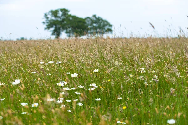 Otlar, yabani çiçek ve doğal bitki örtüsü ile bir doğal mera manzarası. Ufuk büyük yeşil yapraklı ağaçlarda eğimli bir ufuk üzerinde. Eski bir kumul Hollanda'da eski İç Denizi kıyısında