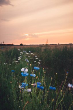 Atmosferik buket çiçegi bulutlu bir gün batımı sırasında. Güneş rengi bulut son ışınları kapak ve Hollandalı polder manzara bahar sahnede sırasında dinamik kontrast oluşturmak