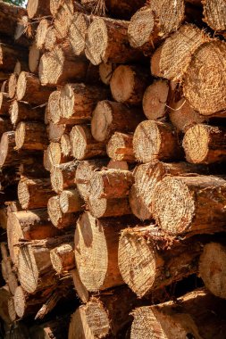 Ahşap günlükleri arka plan. Yıl halkaları. Ahşap kazık. Ormansızlaşma Tema. Ağaç Sanayi. Doğranmış ahşap. Woodpile sahnesi.