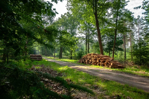 Fondo Troncos Madera Anillos Año Pila Madera Tema Deforestación Industria — Foto de Stock