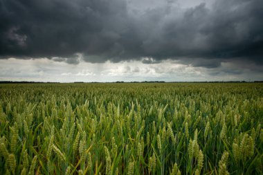 Büyük karanlık fırtına bulutu gökyüzü kaplı. Çiçekli hasat Hollanda polder peyzaj alanları.