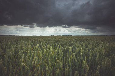 Büyük karanlık fırtına bulutu gökyüzü kaplı. Çiçekli hasat Hollanda polder peyzaj alanları.