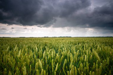 Büyük karanlık fırtına bulutu gökyüzü kaplı. Çiçekli hasat Hollanda polder peyzaj alanları.