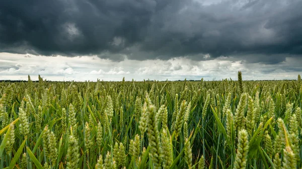 Büyük Karanlık Fırtına Bulutu Gökyüzü Kaplı Çiçekli Hasat Hollanda Polder — Stok fotoğraf