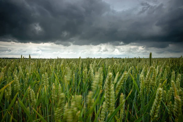 Büyük karanlık fırtına bulutu gökyüzü kaplı. Çiçekli hasat Hollanda polder peyzaj alanları.