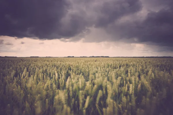 Büyük karanlık fırtına bulutu gökyüzü kaplı. Çiçekli hasat Hollanda polder peyzaj alanları.