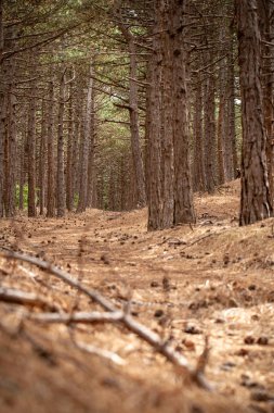 Korsika çam ağaçlarıyla bir kumul alanda yoğun orman. Çeşitli manzara ile ulusal korumalı doğa rezerv