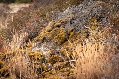 Kumul manzara Hollanda deniz kenarı ile Ulusal Parkı. Kum tepeleri, dune çimen, heath, ormanlar, çam ağaçları ve yosun ile manzara