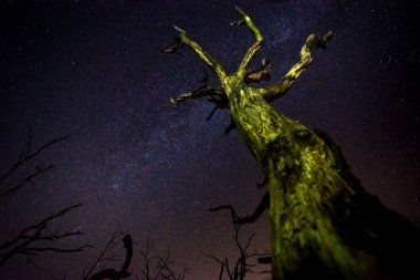 NET yıldızlı gökyüzü karanlık bir gece gökyüzünde yıldızın meteor yağmurunun tek kayan bir yıldız yağmuru sırasında. Samanyolu çekirdek ile güzel bir resim