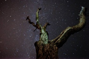 NET yıldızlı gökyüzü karanlık bir gece gökyüzünde yıldızın meteor yağmurunun tek kayan bir yıldız yağmuru sırasında. Samanyolu çekirdek ile güzel bir resim