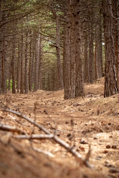 Korsika çam ağaçlarıyla bir kumul alanda yoğun orman. Çeşitli manzara ile ulusal korumalı doğa rezerv