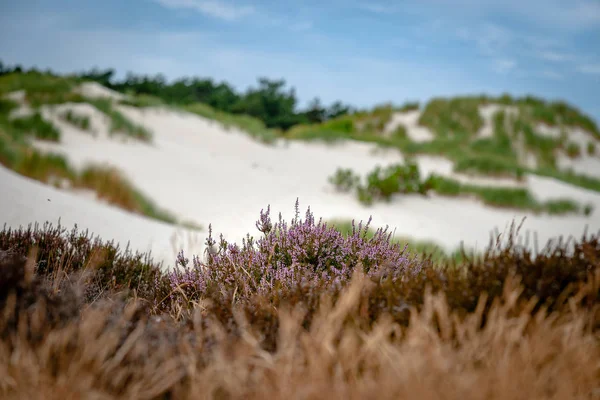 Park Narodowy Dune Krajobraz Holenderskim Wybrzeżu Krajobraz Wydm Dune Grass — Zdjęcie stockowe